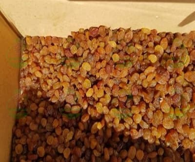 فروش کشمش تیزابی طلایی درجه یک