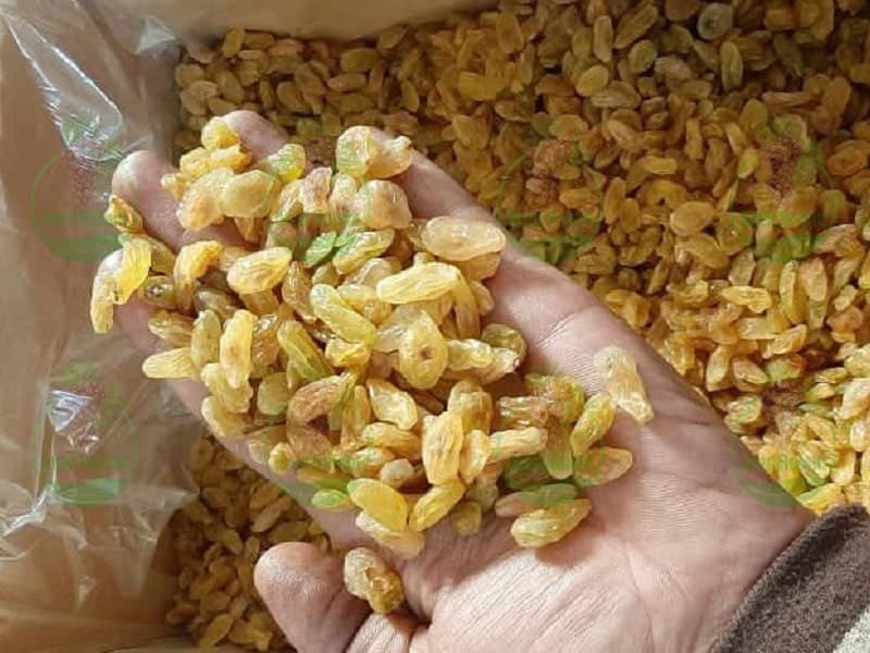 تولید کشمش طلایی در ایران