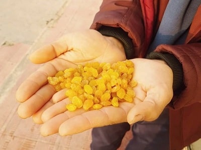 خرید کشمش انگوری طلایی با قیمت مناسب برای صادرات
