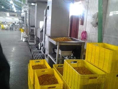 کارخانه تولید کشمش زرد طلایی در بناب و ملکان