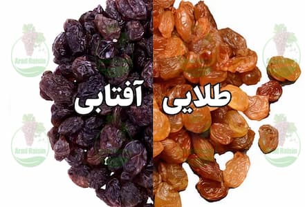 چه انگوری برای کشمش پلویی مناسب است؟ + روش های خشک کردن آن