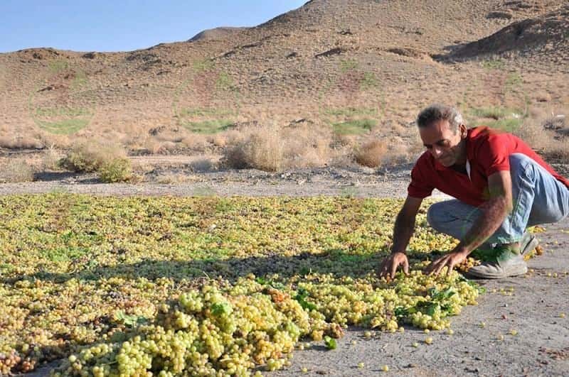 خرید کشمش آفتابی تاکستان قزوین